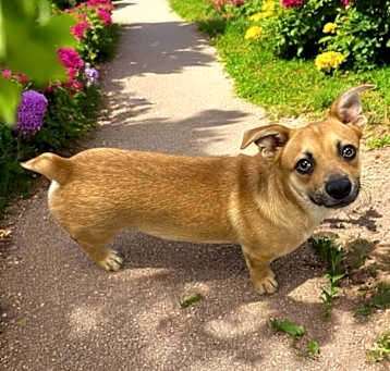Photo of Simba