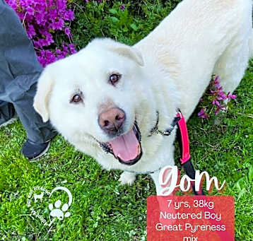 Photo of Gom
