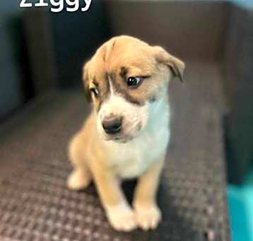 Photo of Ziggy ***RESCUE CENTER***