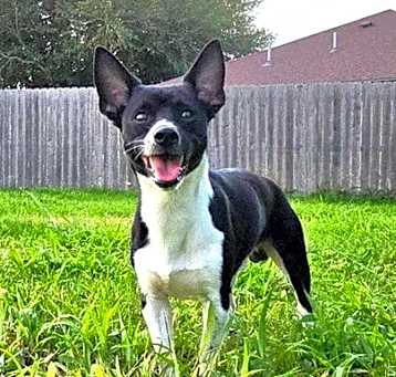 Photo of Bandit