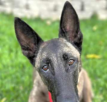 Photo of Sage - Located in TX