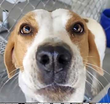 Photo of Penny (in foster)