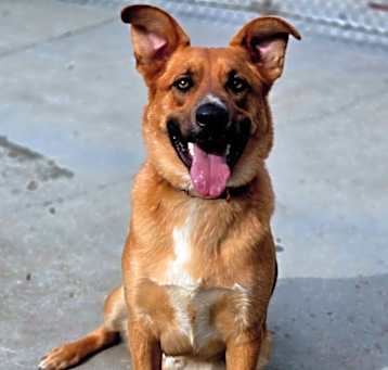 Photo of Frankie