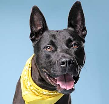 Photo of Bowser
