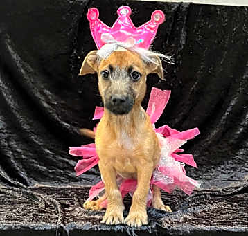 Photo of Sparkles