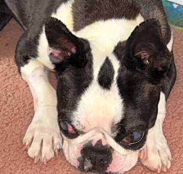 Photo of Bella