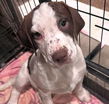 Photo of Becca(in foster)