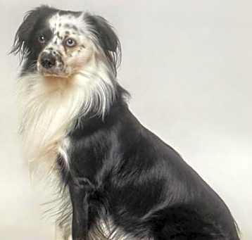 Photo of Jasper