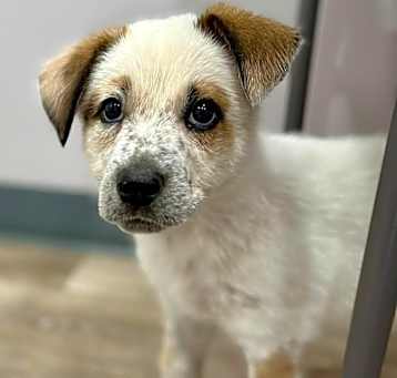 Photo of Tater