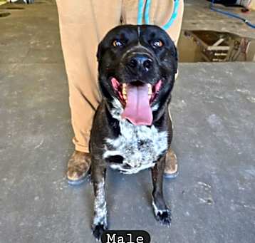 Photo of Sir Licks-a-lot