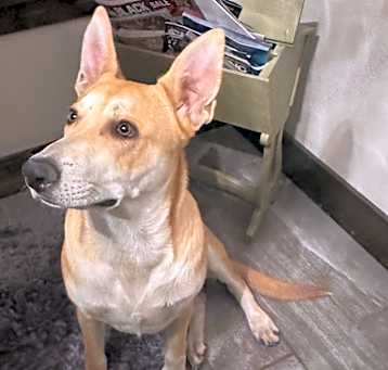 Photo of Copper