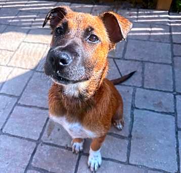 Photo of Milo