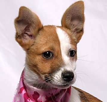 Photo of Sierra - Adoption Pending