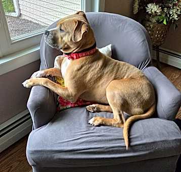 Photo of Archie 