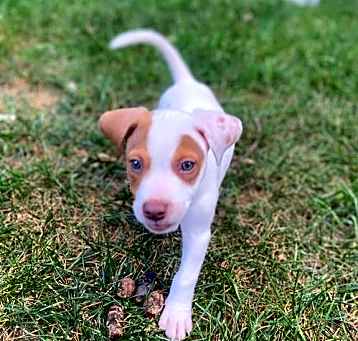 Photo of Beau
