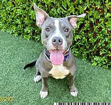 Photo of KAHLUA