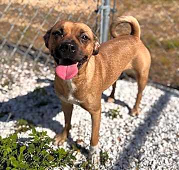 Photo of BUTTERCUP