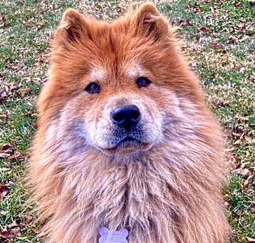 Photo of Muffy