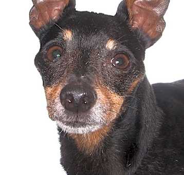 Photo of Rocket