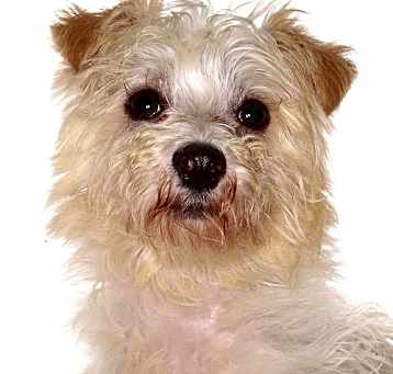 Photo of Chili
