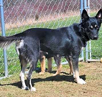 Photo of D122 Litter Luna, mom