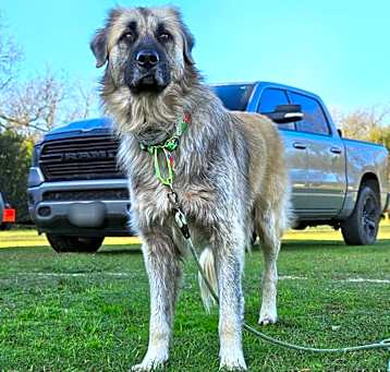 Photo of Bear