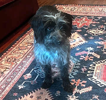 Photo of Fifi