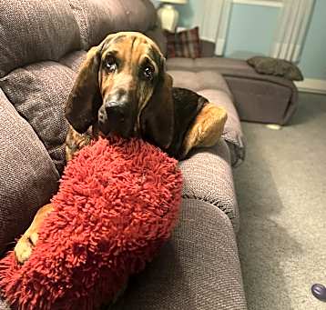 Photo of Scooby