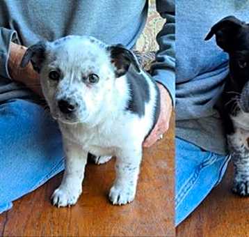 Photo of Boston Cattle Dog Puppies