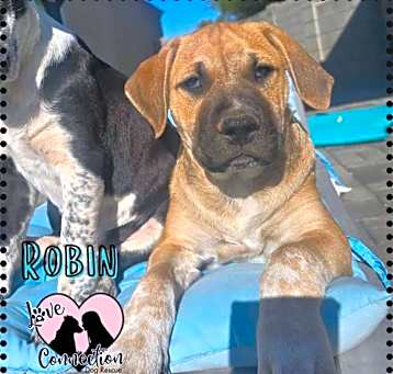 Photo of Robin