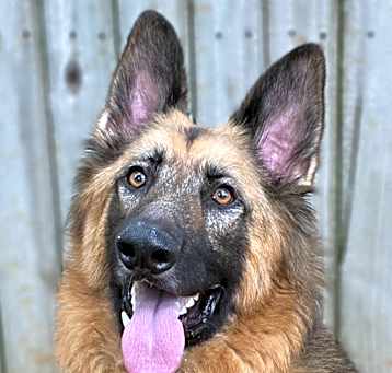 Photo of Bullet