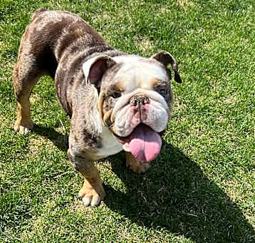 Photo of Adoption pending Gatsby
