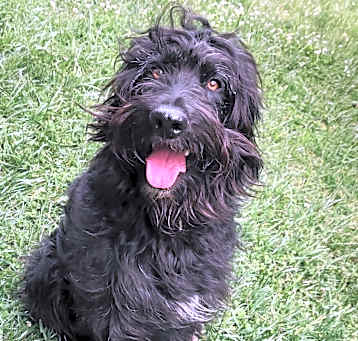 Photo of Otto