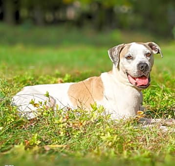 Photo of Kipper