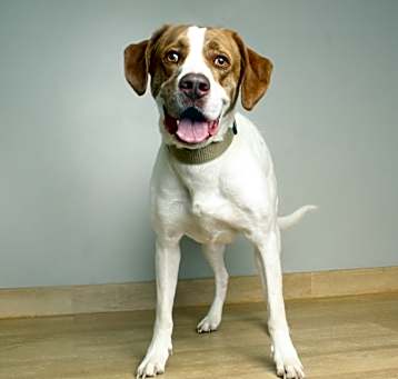 Photo of Aspen D64905