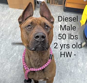 Photo of Diesel