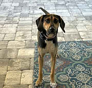 Photo of Nala