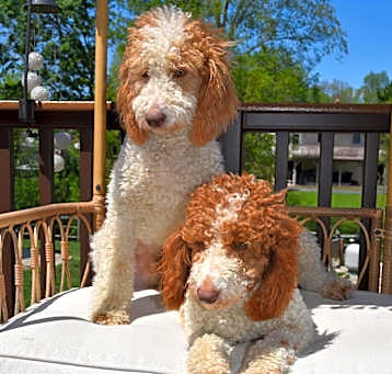 Photo of Milo & Murphy