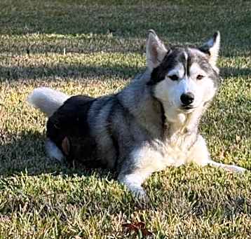 Photo of Missy