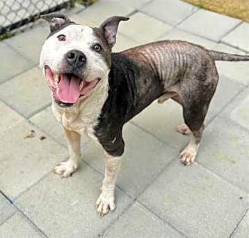 Photo of DIESEL