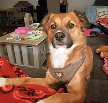 Photo of Bailey
