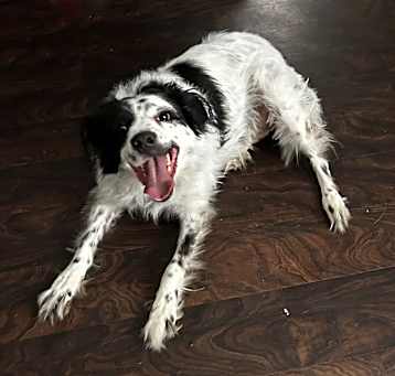 Photo of Dakota