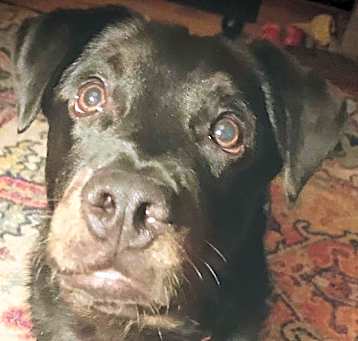 Photo of RILEY