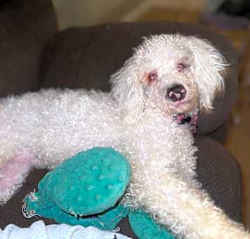 Photo of Bonnie-poodle
