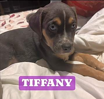 Photo of Tiffany 
