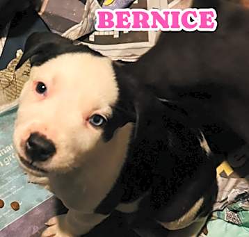 Photo of Bernice 