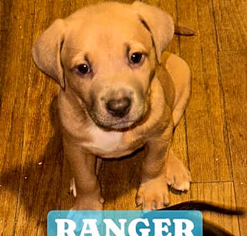 Photo of Ranger 