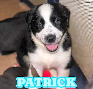Photo of Patrick 