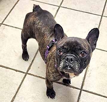 Photo of GIDGET