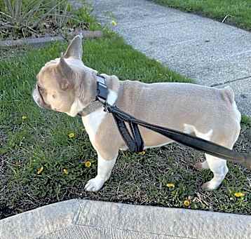 Photo of Bucky